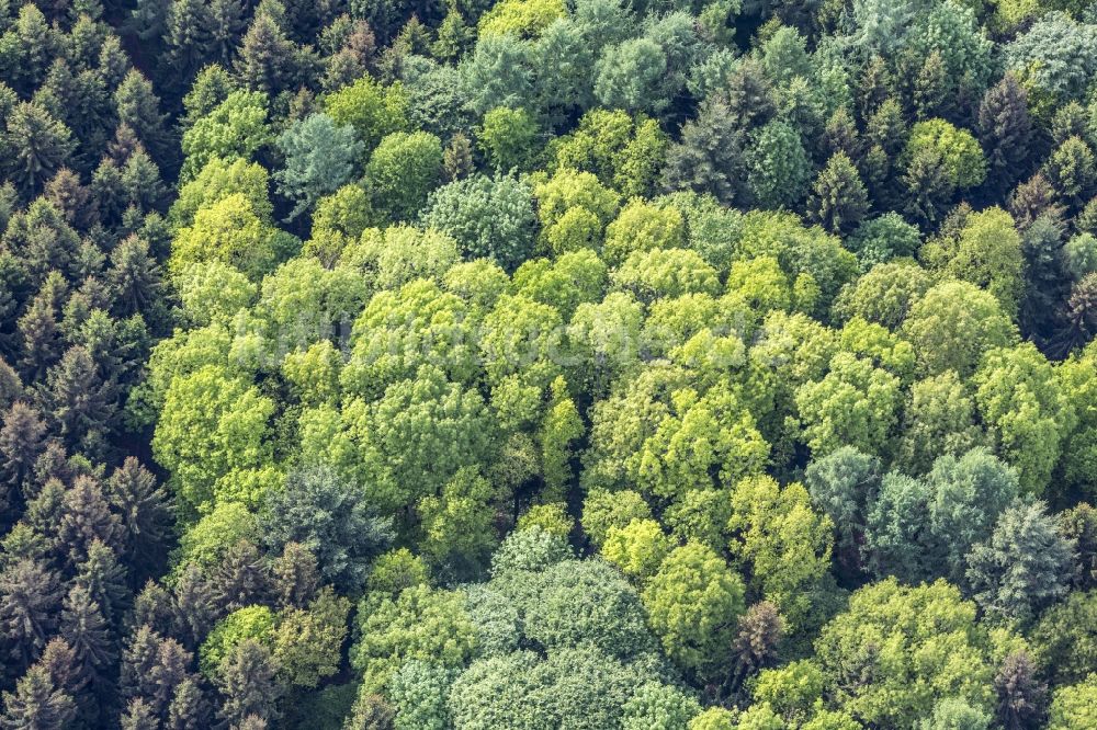 Eching von oben - Frühlingsgrüne Laubwald- Baumspitzen in einem Waldgebiet in Eching im Bundesland Bayern