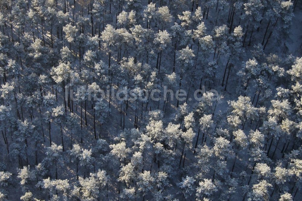 Eichhorst von oben - Winterlich schneebedeckte Baumspitzen in einem Waldgebiet in Eichhorst im Bundesland Brandenburg