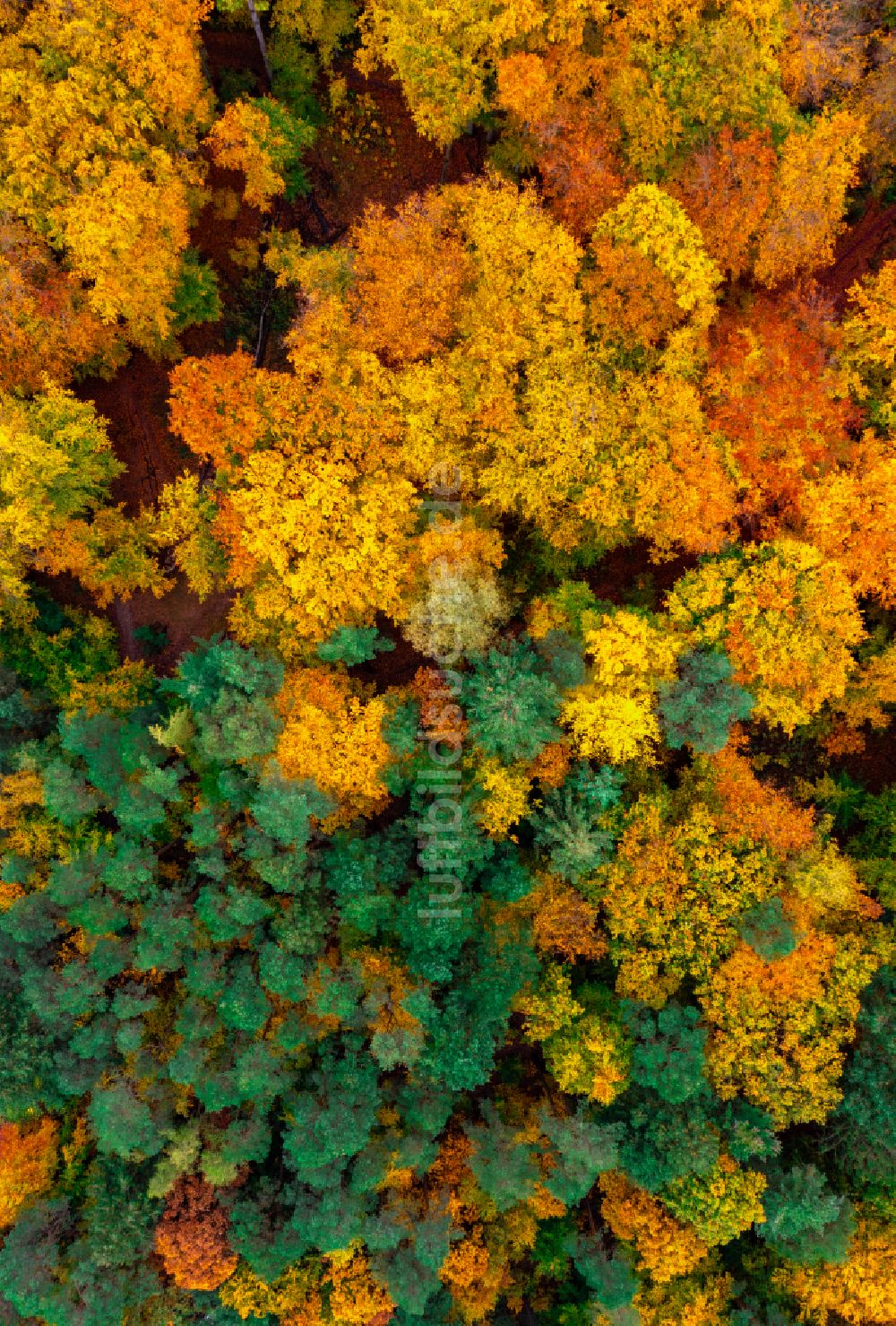 Senkrecht-Luftbild Eberswalde - Senkrechtluftbild Herbstluftbild Laubbaum- Baumspitzen in einem Waldgebiet in Eberswalde im Bundesland Brandenburg, Deutschland