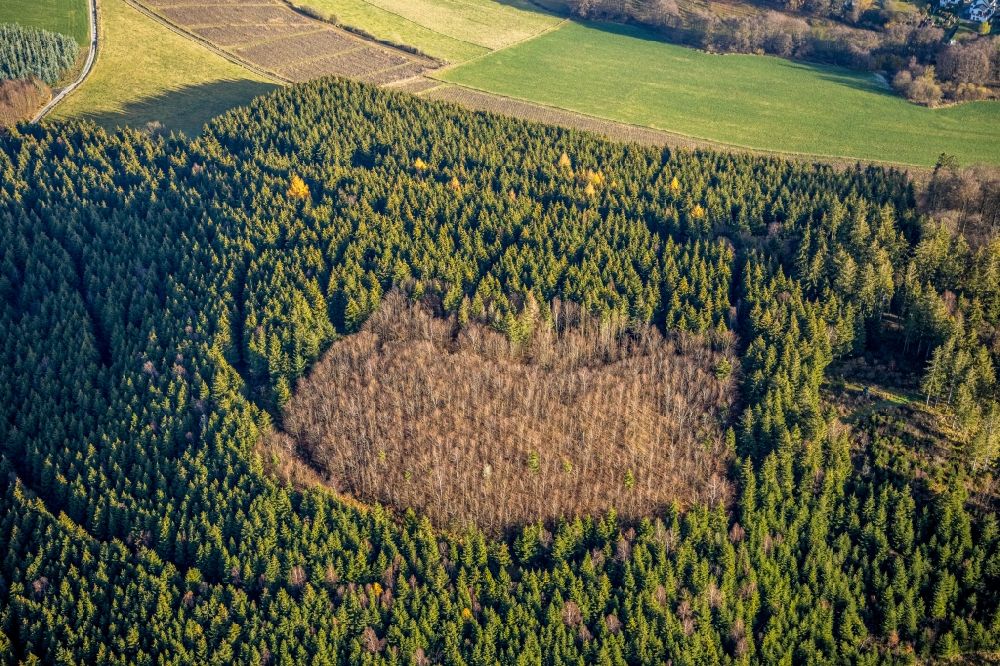 Luftbild Bödefeld - Abgestorbene Baumspitzen in einem Waldgebiet in Bödefeld im Bundesland Nordrhein-Westfalen, Deutschland