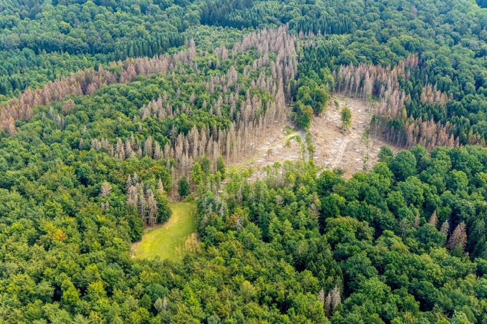 Breitenbruch aus der Vogelperspektive: Abgestorbene Baumspitzen in einem Waldgebiet in Breitenbruch im Bundesland Nordrhein-Westfalen, Deutschland