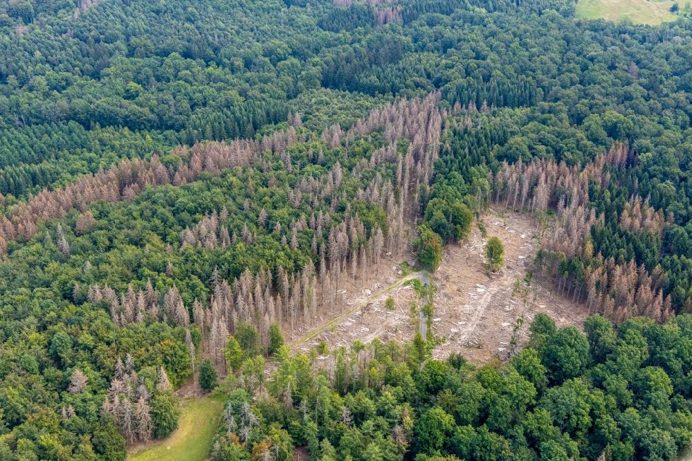 Luftbild Breitenbruch - Abgestorbene Baumspitzen in einem Waldgebiet in Breitenbruch im Bundesland Nordrhein-Westfalen, Deutschland