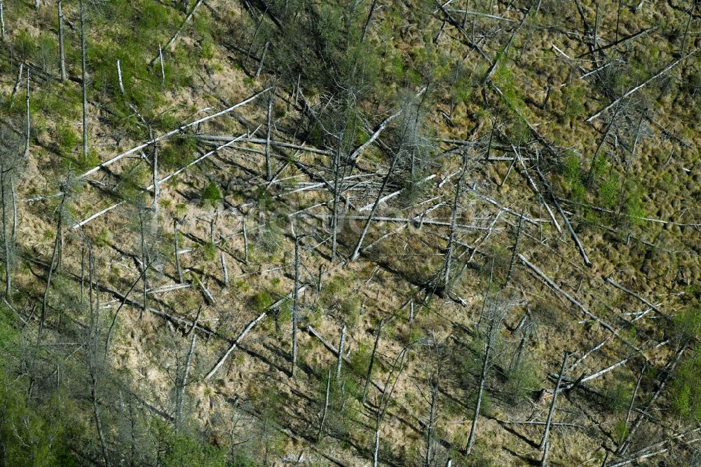 Densow aus der Vogelperspektive: Abgestorbene Baumspitzen in einem Waldgebiet in Densow im Bundesland Brandenburg, Deutschland