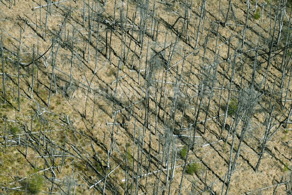 Luftaufnahme Densow - Abgestorbene Baumspitzen in einem Waldgebiet in Densow im Bundesland Brandenburg, Deutschland