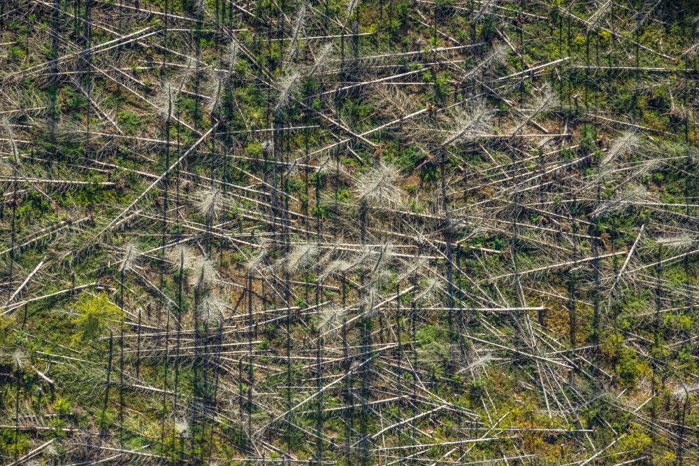 Luftaufnahme Fröndenberg/Ruhr - Abgestorbene Baumspitzen in einem Waldgebiet in Fröndenberg/Ruhr im Bundesland Nordrhein-Westfalen, Deutschland