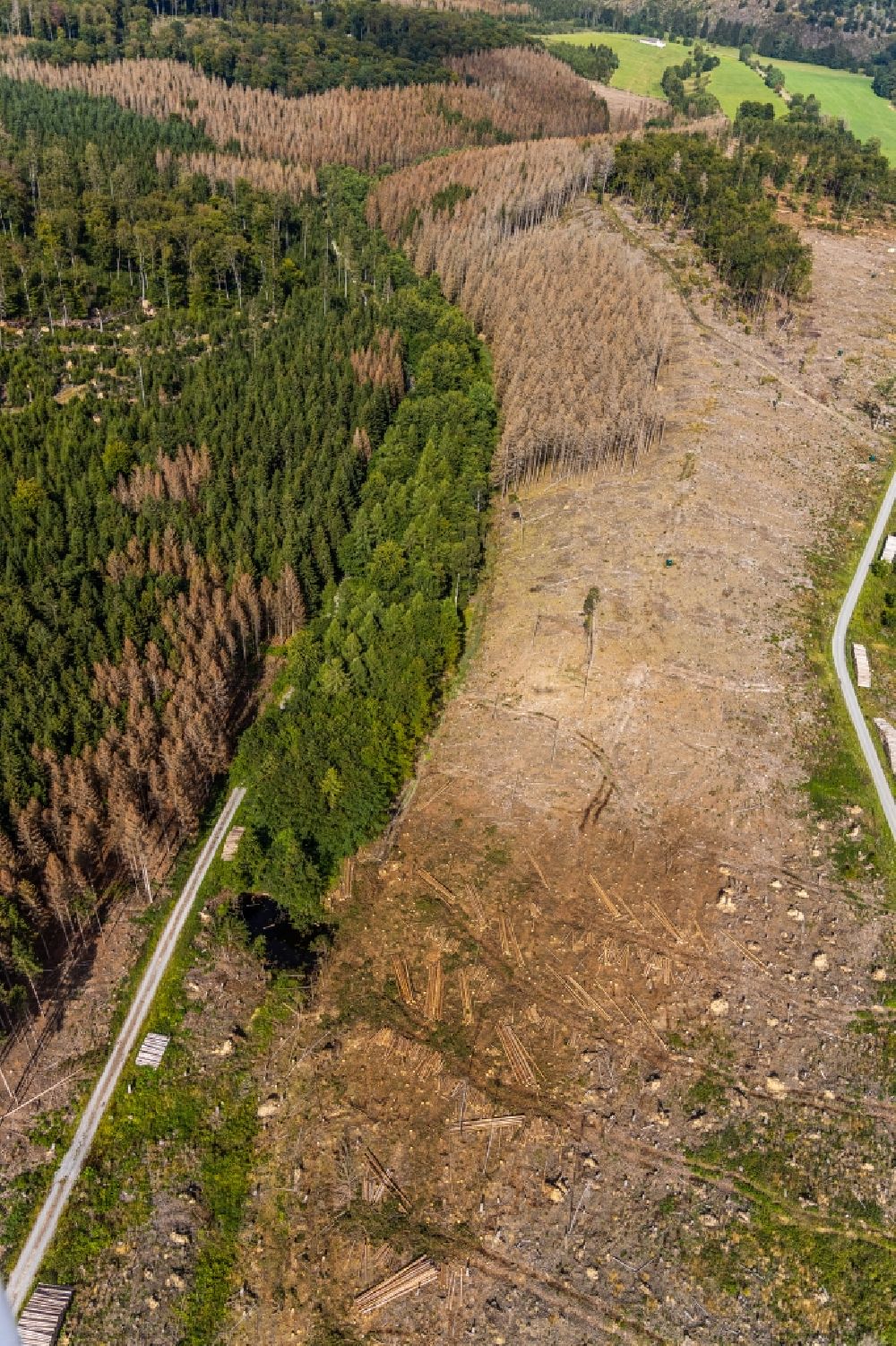 Hemmecker Bruch aus der Vogelperspektive: Abgestorbene Baumspitzen in einem Waldgebiet in Hemmecker Bruch im Bundesland Nordrhein-Westfalen, Deutschland