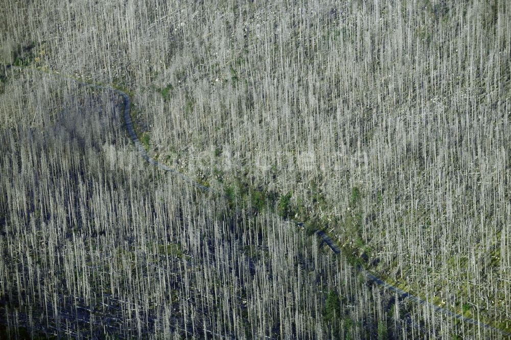 Schierke von oben - Abgestorbene Baumspitzen in einem Waldgebiet in Schierke im Bundesland Sachsen-Anhalt, Deutschland
