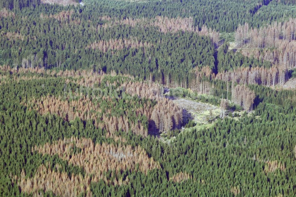 Luftaufnahme Schierke - Abgestorbene Baumspitzen in einem Waldgebiet in Schierke im Bundesland Sachsen-Anhalt, Deutschland