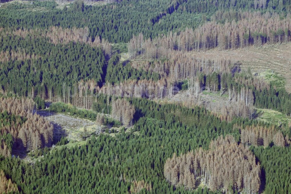 Schierke von oben - Abgestorbene Baumspitzen in einem Waldgebiet in Schierke im Bundesland Sachsen-Anhalt, Deutschland