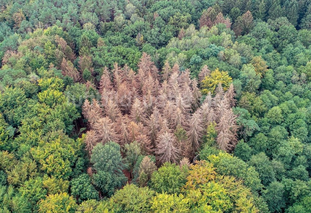 Sieversdorf von oben - Abgestorbene Baumspitzen in einem Waldgebiet in Sieversdorf im Bundesland Brandenburg, Deutschland