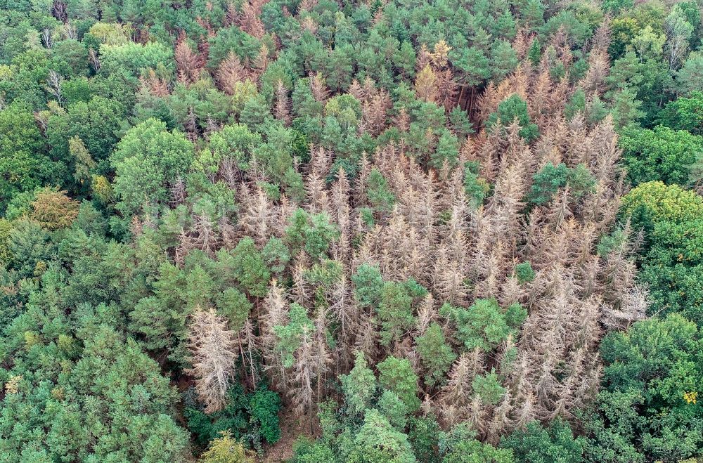 Luftaufnahme Sieversdorf - Abgestorbene Baumspitzen in einem Waldgebiet in Sieversdorf im Bundesland Brandenburg, Deutschland