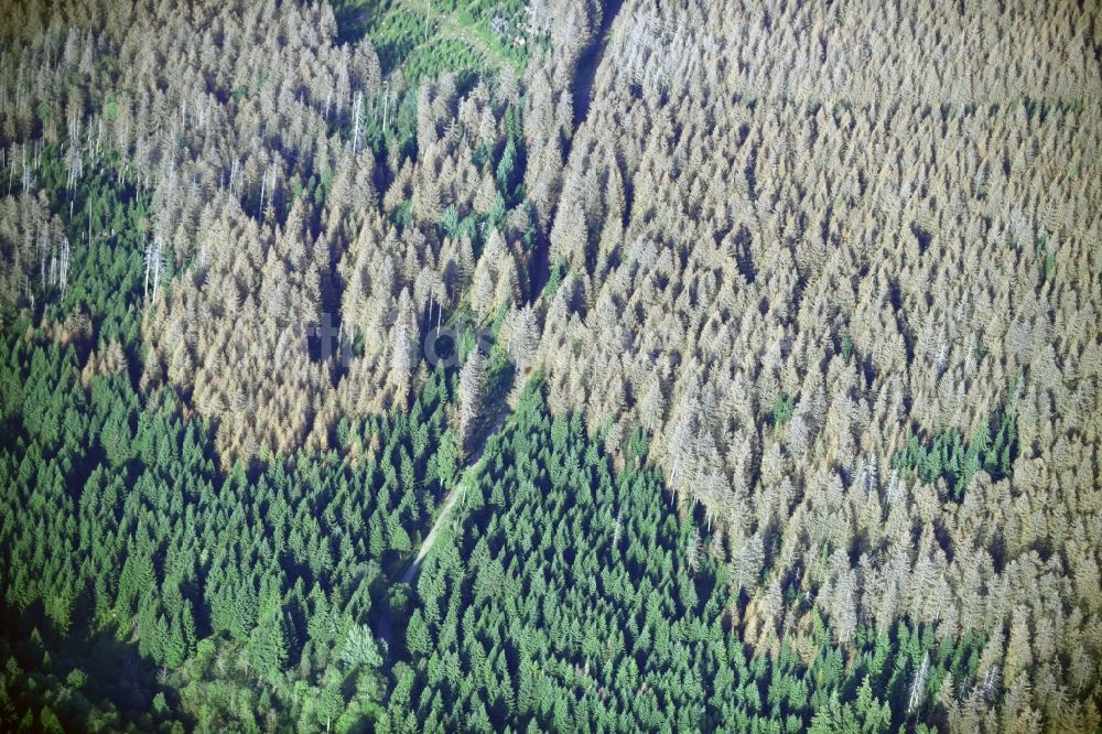 Torfhaus aus der Vogelperspektive: Abgestorbene Baumspitzen in einem Waldgebiet in Torfhaus im Bundesland Niedersachsen, Deutschland