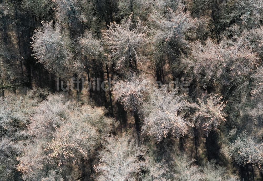 Elend aus der Vogelperspektive: Abgestorbene Baumspitzen im Nationalpark Harz in Elend im Bundesland Sachsen-Anhalt, Deutschland