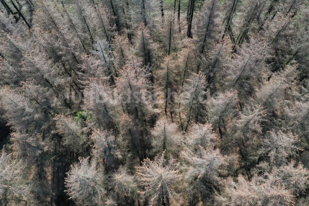 Luftbild Elend - Abgestorbene Baumspitzen im Nationalpark Harz in Elend im Bundesland Sachsen-Anhalt, Deutschland