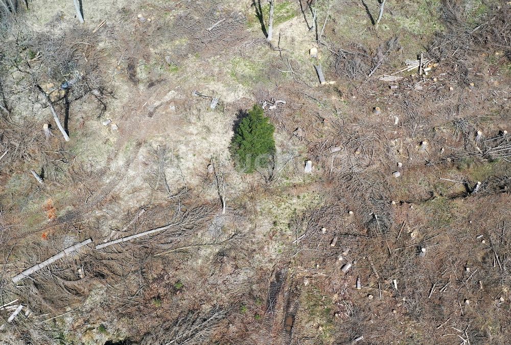 Luftaufnahme Elend - Abgestorbene Baumspitzen im Nationalpark Harz in Elend im Bundesland Sachsen-Anhalt, Deutschland