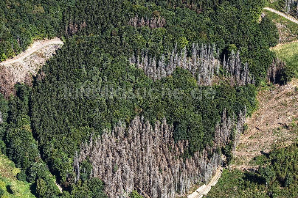 Luftaufnahme Engelskirchen - Abgestorbene Bäume durch den Borkenkäfer in einem Waldgebiet in Engelskirchen im Bundesland Nordrhein-Westfalen, Deutschland