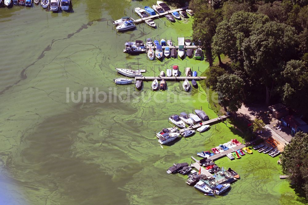 Luftbild Potsdam - Algen auf der Wasseroberfläche am Ufer des Templiner See an den Bootsanlegestegen Yachthafen Am Waldbad Templiner See in Potsdam im Bundesland Brandenburg, Deutschland