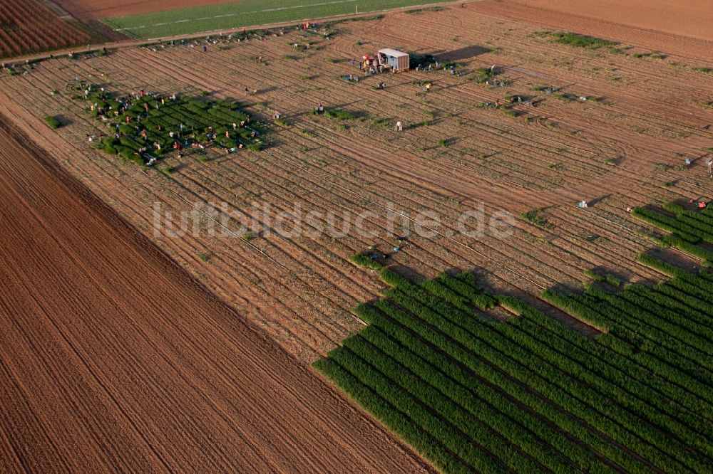 Essingen von oben - Arbeitseinsatz mit Erntehelfern auf landwirtschaftlichen Feld- Reihen in Essingen im Bundesland Rheinland-Pfalz
