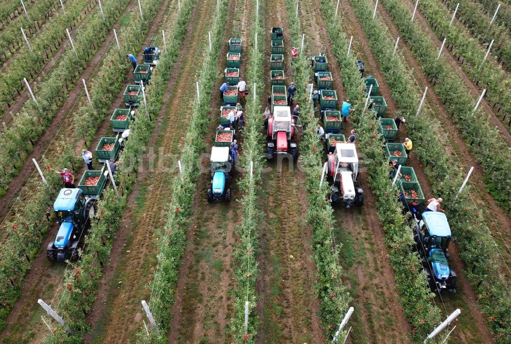 Luftaufnahme Erdeborn - Arbeitseinsatz zur Apfelernte mit Erntehelfern auf landwirtschaftlichen Feld- Reihen in Erdeborn im Bundesland Sachsen-Anhalt, Deutschland