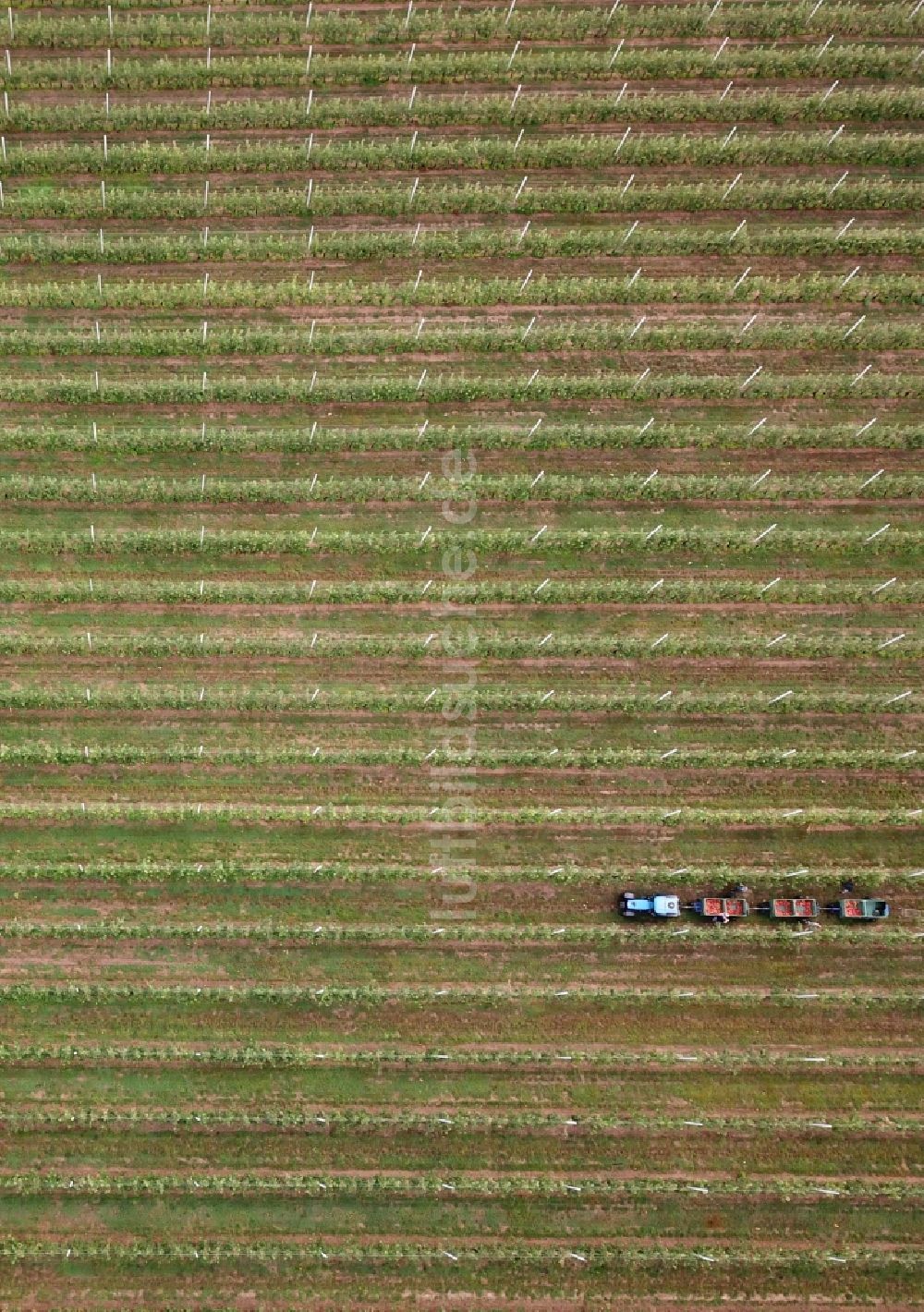 Erdeborn von oben - Arbeitseinsatz zur Apfelernte mit Erntehelfern auf landwirtschaftlichen Feld- Reihen in Erdeborn im Bundesland Sachsen-Anhalt, Deutschland