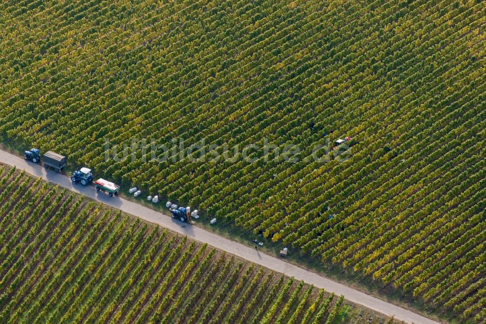 Luftaufnahme Ruppertsberg - Arbeitseinsatz zur Weinlese mit Erntehelfern auf Weinreben-Reihen in Ruppertsberg im Bundesland Rheinland-Pfalz, Deutschland