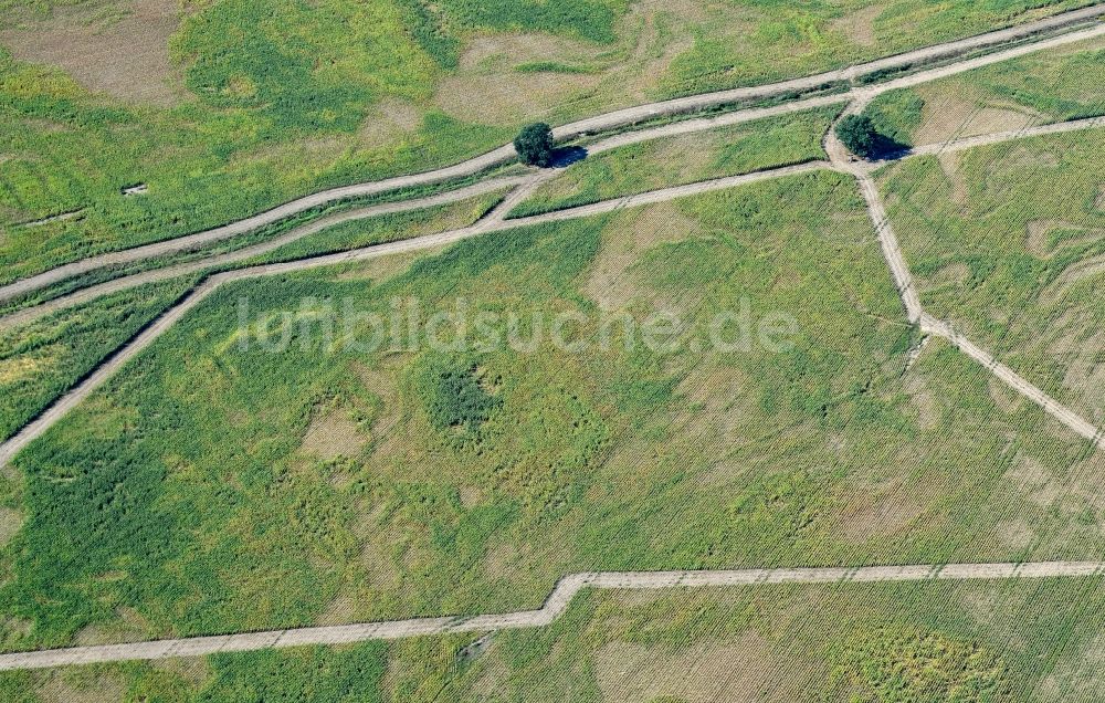 Luftbild Drebkau - Ausgetrocknete Maisfeld- Strukturen in Drebkau im Bundesland Brandenburg, Deutschland