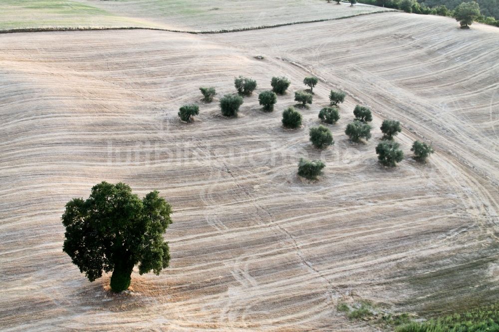 Luftbild Isona di Fano - Baum auf einem Feld in Marche, Italien