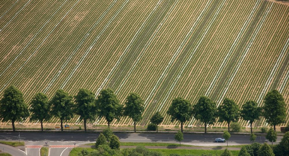 Bottrop von oben - Baum- und Feldstrukturen in Bottrop im Bundesland Nordrhein-Westfalen