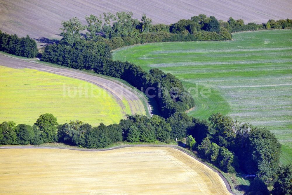 Luftaufnahme Möckern OT Zeddenick - Baum- und Feldstrukturen im Ortsteil Zeddenick in Möckern im Bundesland Sachsen-Anhalt