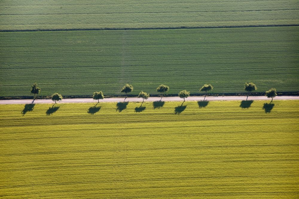Welver aus der Vogelperspektive: Baum- und Feldstrukturen in Welver im Bundesland Nordrhein-Westfalen
