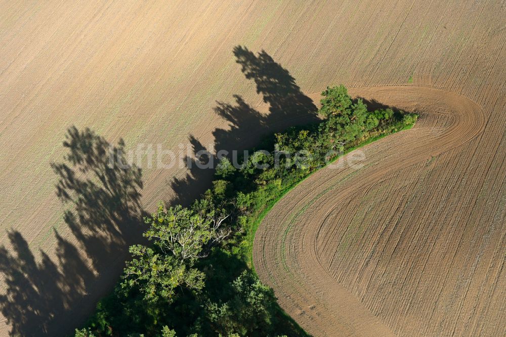 Gollmitz von oben - Baum- Insel auf einem abgeernteten und umgepflügten Feld in Gollmitz im Bundesland Brandenburg, Deutschland