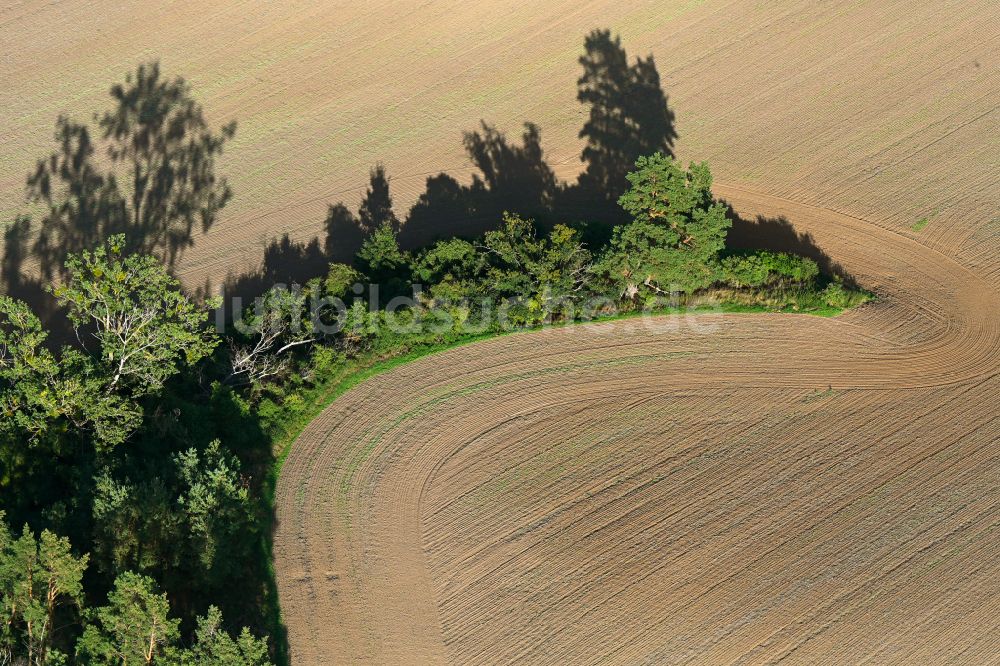 Gollmitz aus der Vogelperspektive: Baum- Insel auf einem abgeernteten und umgepflügten Feld in Gollmitz im Bundesland Brandenburg, Deutschland