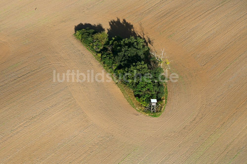 Luftbild Gollmitz - Baum- Insel auf einem abgeernteten und umgepflügten Feld in Gollmitz im Bundesland Brandenburg, Deutschland