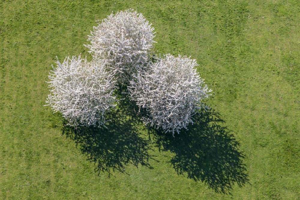 Adlkofen aus der Vogelperspektive: Baum- Insel auf einem Feld in Adlkofen im Bundesland Bayern
