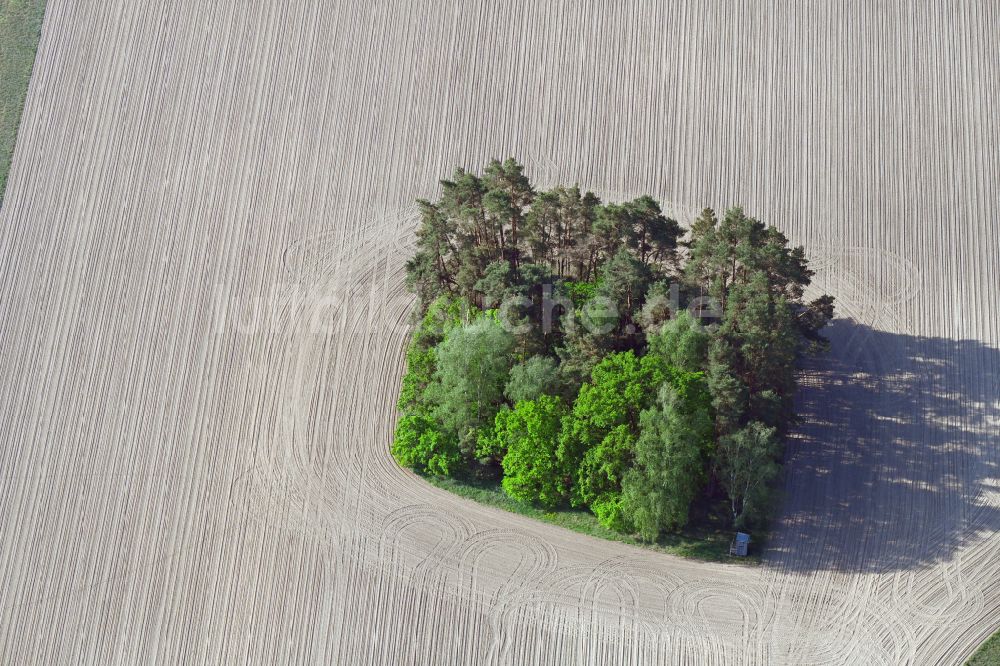 Luftaufnahme Babitz - Baum- Insel auf einem Feld in Babitz im Bundesland Brandenburg, Deutschland