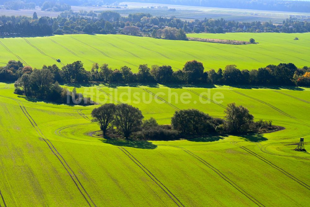 Birkenhöhe aus der Vogelperspektive: Baum- Insel auf einem Feld in Birkenhöhe im Bundesland Brandenburg, Deutschland