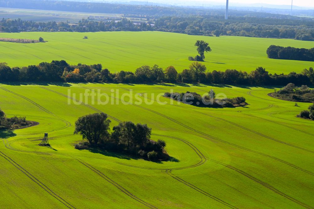 Luftbild Birkenhöhe - Baum- Insel auf einem Feld in Birkenhöhe im Bundesland Brandenburg, Deutschland