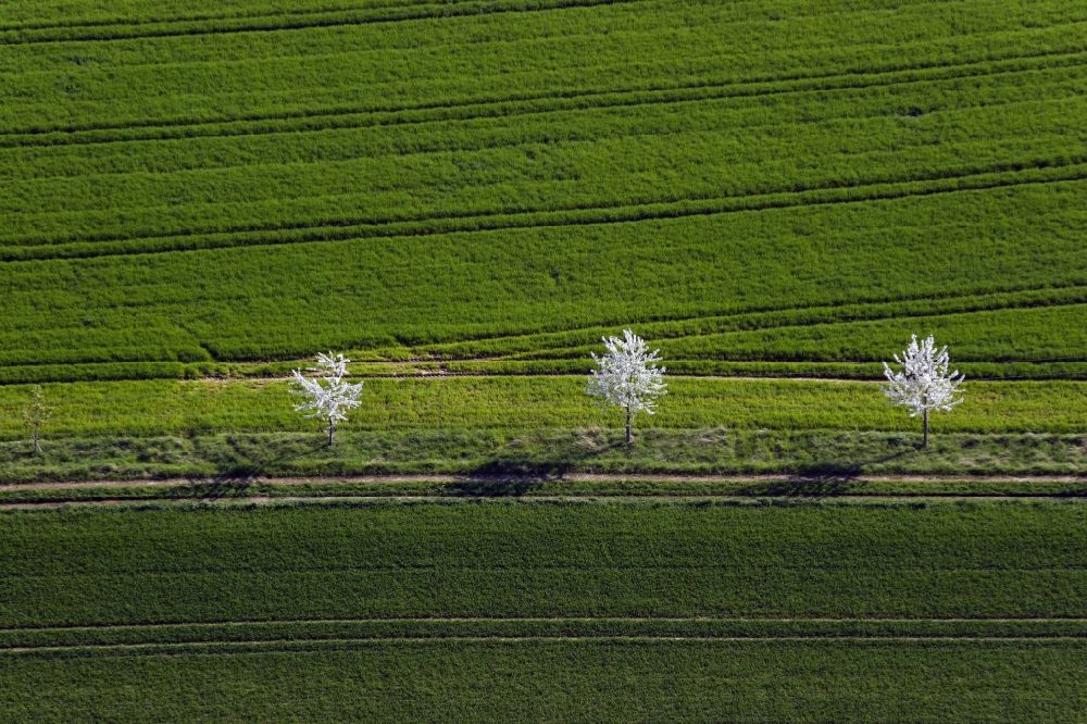 Luftaufnahme Buch - Baum- Insel auf einem Feld in Buch im Bundesland Bayern