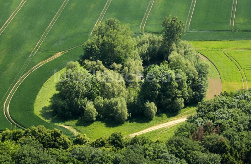 Ebeleben von oben - Baum- Insel auf einem Feld in Ebeleben im Bundesland Thüringen, Deutschland