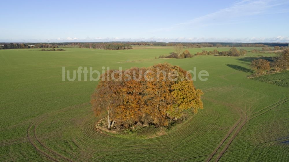 Göxe von oben - Baum- Insel auf einem Feld in Göxe im Bundesland Niedersachsen, Deutschland
