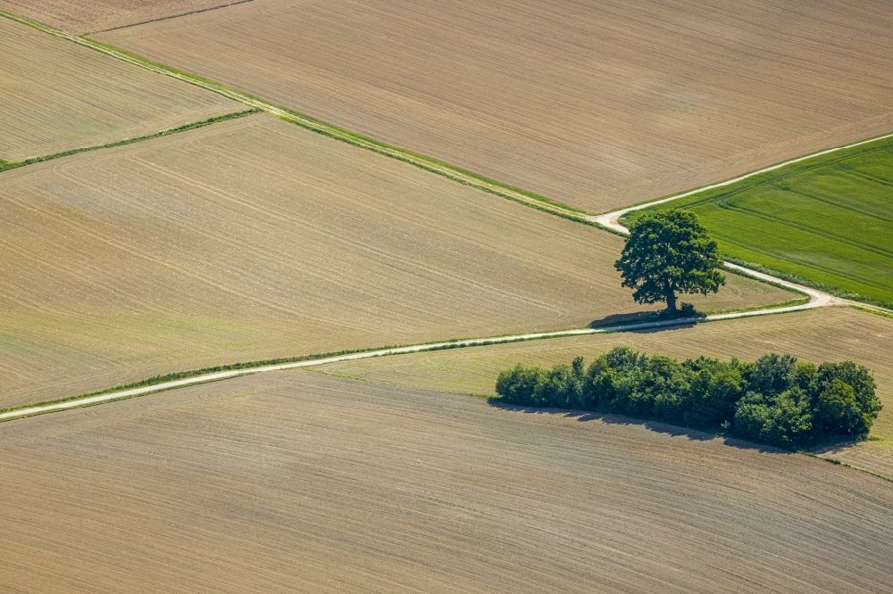 Luftbild Langenholthausen - Baum- Insel auf einem Feld in Langenholthausen im Bundesland Nordrhein-Westfalen, Deutschland