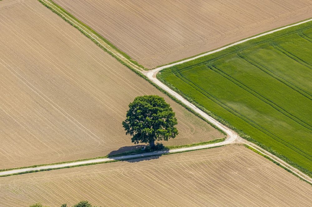 Luftaufnahme Langenholthausen - Baum- Insel auf einem Feld in Langenholthausen im Bundesland Nordrhein-Westfalen, Deutschland