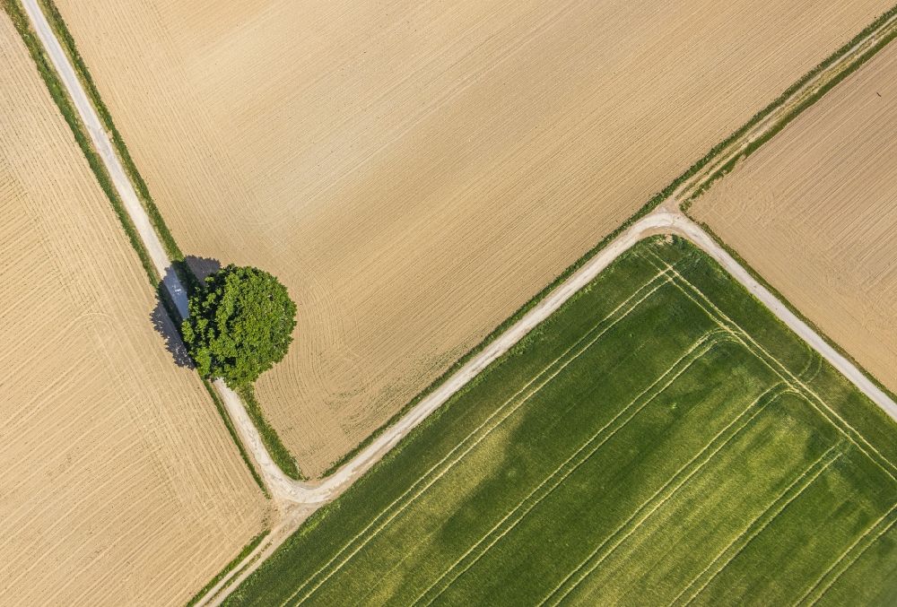 Langenholthausen aus der Vogelperspektive: Baum- Insel auf einem Feld in Langenholthausen im Bundesland Nordrhein-Westfalen, Deutschland