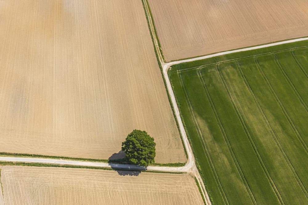 Luftbild Langenholthausen - Baum- Insel auf einem Feld in Langenholthausen im Bundesland Nordrhein-Westfalen, Deutschland