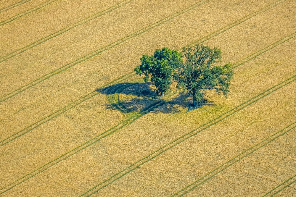 Norddinker aus der Vogelperspektive: Baum- Insel auf einem Feld in Norddinker im Bundesland Nordrhein-Westfalen, Deutschland