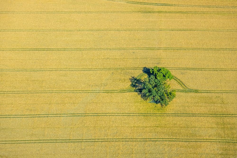Luftbild Norddinker - Baum- Insel auf einem Feld in Norddinker im Bundesland Nordrhein-Westfalen, Deutschland