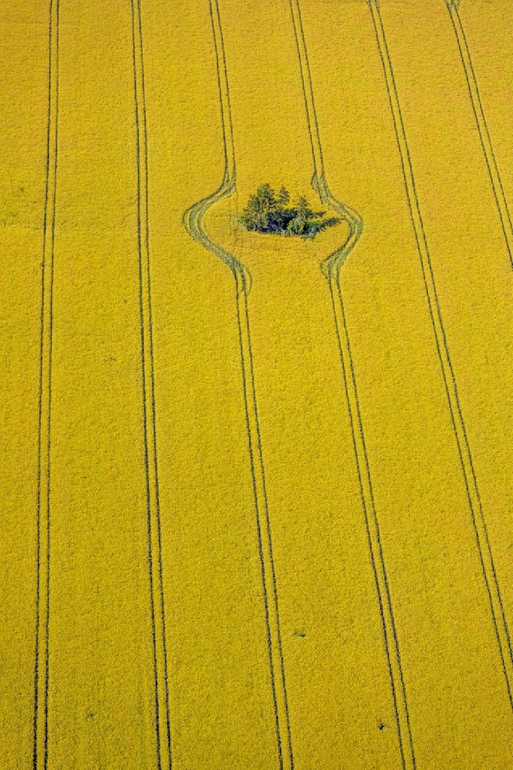 Luftaufnahme Norddinker - Baum- Insel auf einem Feld in Norddinker im Bundesland Nordrhein-Westfalen, Deutschland