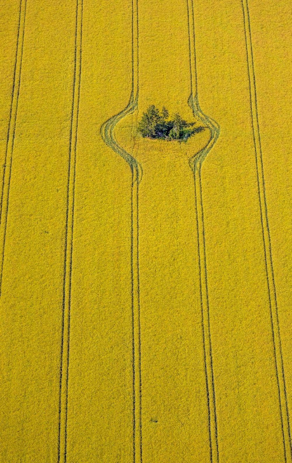 Norddinker von oben - Baum- Insel auf einem Feld in Norddinker im Bundesland Nordrhein-Westfalen, Deutschland