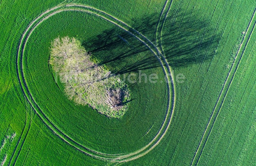 Sachsendorf aus der Vogelperspektive: Baum- Insel auf einem Feld in Sachsendorf im Bundesland Brandenburg, Deutschland