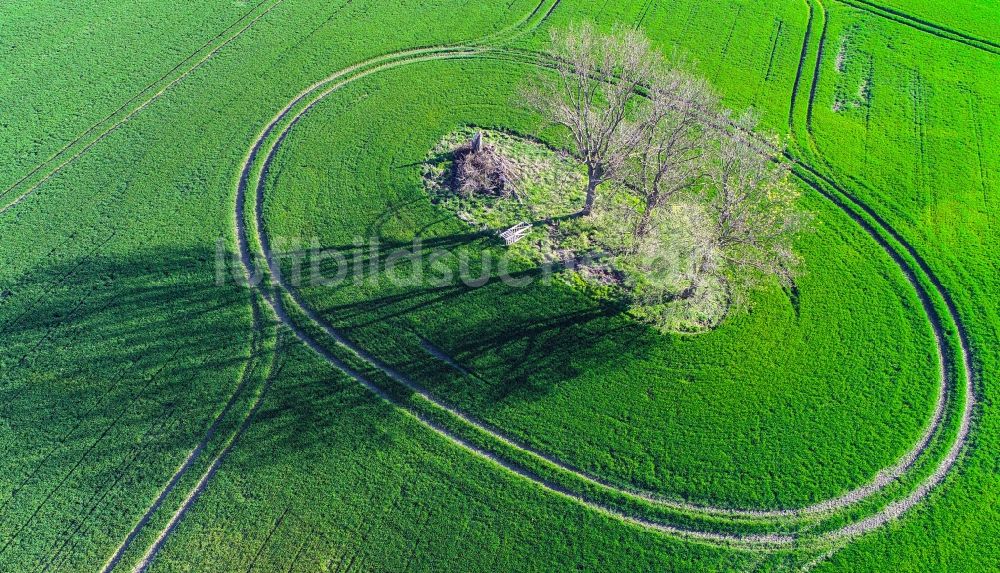 Luftbild Sachsendorf - Baum- Insel auf einem Feld in Sachsendorf im Bundesland Brandenburg, Deutschland
